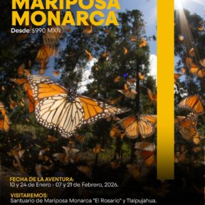 MARIPOSA MONARCA 2026 / 10 y 24 de Enero - 07 y 21 de Febrero